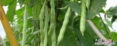 芸豆叶子发黄怎么回事 芸豆的叶子发黄是怎么事