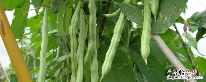 芸豆叶子发黄怎么回事 芸豆的叶子发黄是怎么事