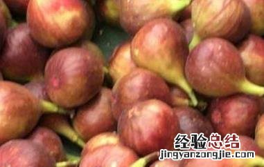 无花果皮的功效与作用 无花果皮的功效与作用图片