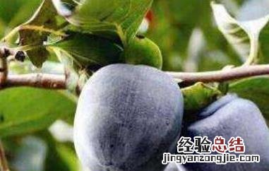 野生黑柿子功效与作用有哪些