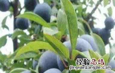野生黑柿子功效与作用有哪些