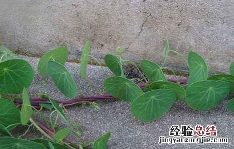 防己的种植技术 防己种植技术视频