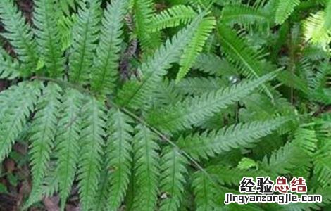 狗脊生长环境 狗脊的种植技术