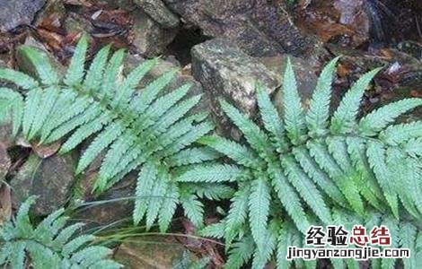 狗脊生长环境 狗脊的种植技术