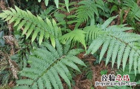 狗脊生长环境 狗脊的种植技术