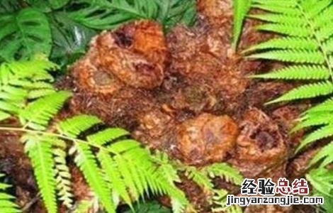 狗脊生长环境 狗脊的种植技术