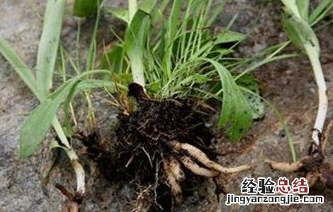 手掌参的生长环境 手掌参的种植技术