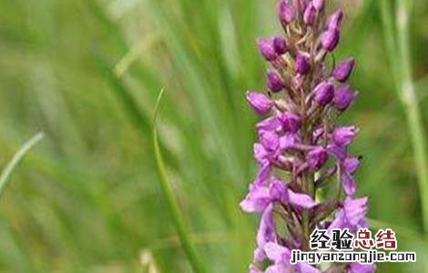 手掌参的生长环境 手掌参的种植技术
