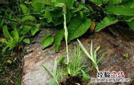手掌参的生长环境 手掌参的种植技术