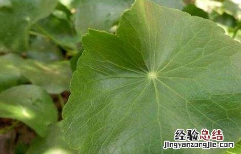 青天葵的种植技术与管理 青天葵的种植技术