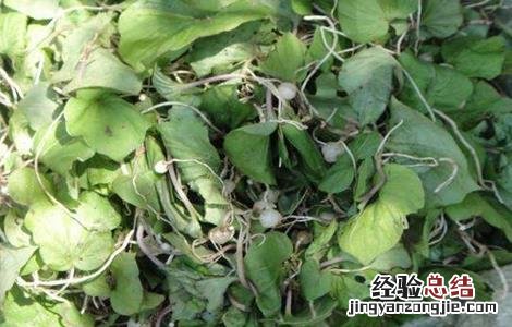 青天葵的种植技术与管理 青天葵的种植技术