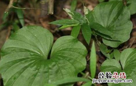 青天葵的种植技术与管理 青天葵的种植技术