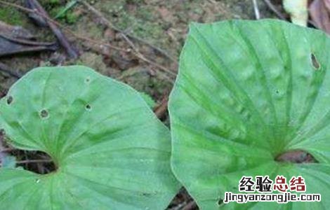 青天葵的种植技术与管理 青天葵的种植技术