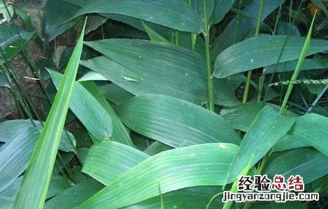淡竹叶的种植技术和管理 淡竹叶的种植技术