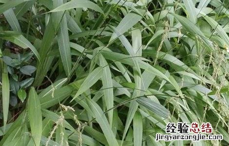 淡竹叶的种植技术和管理 淡竹叶的种植技术