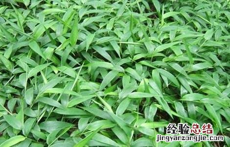 淡竹叶的种植技术和管理 淡竹叶的种植技术