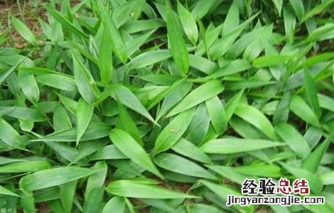 淡竹叶的种植技术和管理 淡竹叶的种植技术