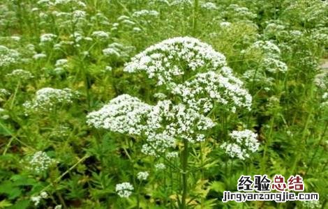 缬草的种植技术 缬草种植技术规程