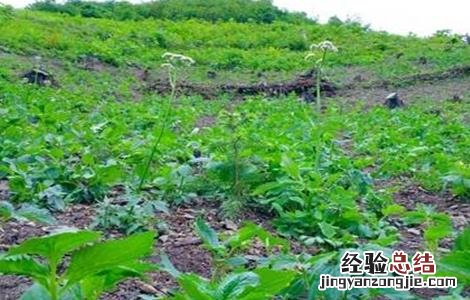 缬草的种植技术 缬草种植技术规程