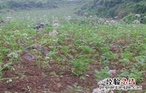 缬草的种植技术 缬草种植技术规程