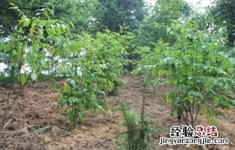 钩藤的种植技术 钩藤的种植技术,一亩可以种植多少棵