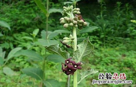 白薇的种植技术和管理 白薇的种植技术