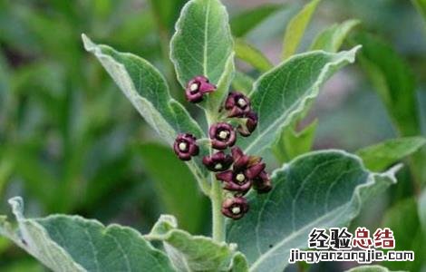 白薇的种植技术和管理 白薇的种植技术