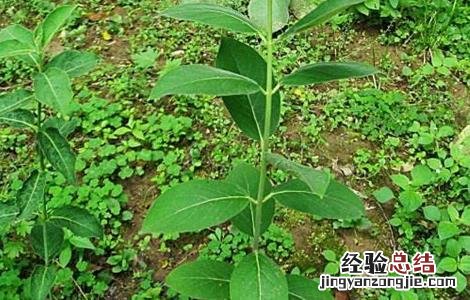 白薇的种植技术和管理 白薇的种植技术