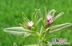 紫草栽培管理要点 紫草种植技术与栽培管理