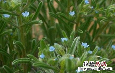 紫草栽培管理要点 紫草种植技术与栽培管理