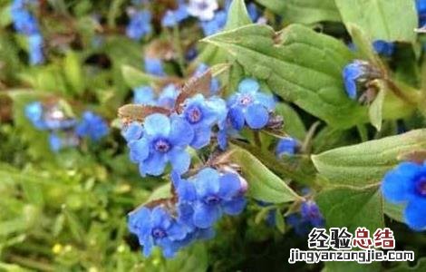 紫草栽培管理要点 紫草种植技术与栽培管理