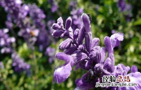 紫草栽培管理要点 紫草种植技术与栽培管理