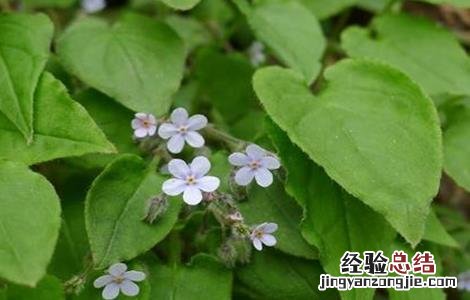 紫草栽培管理要点 紫草种植技术与栽培管理