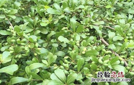 诃子怎么种植 诃子怎么种植视频