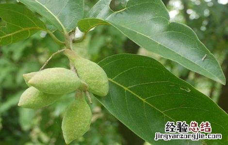诃子怎么种植 诃子怎么种植视频