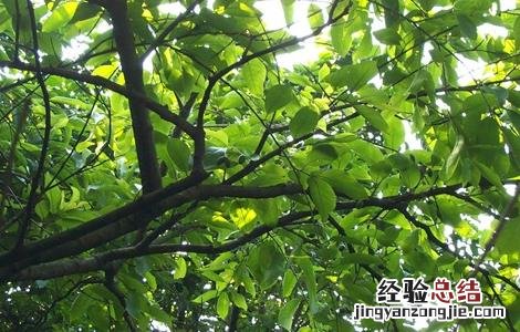 诃子怎么种植 诃子怎么种植视频