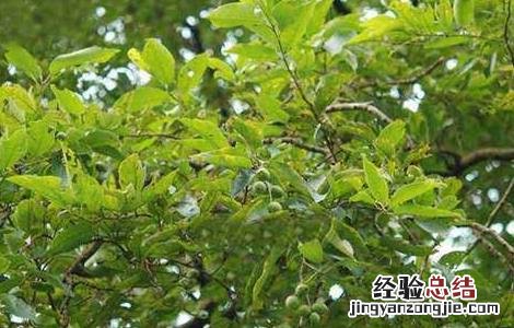 诃子怎么种植 诃子怎么种植视频