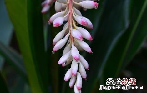 白豆蔻的高产种植技术有哪些 白豆蔻的高产种植技术