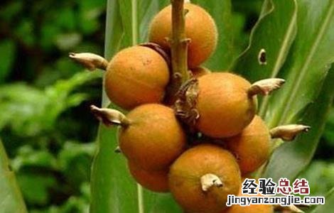 白豆蔻的高产种植技术有哪些 白豆蔻的高产种植技术