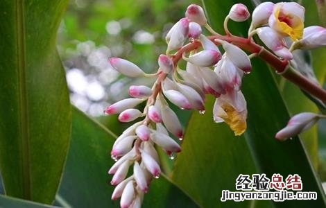 白豆蔻的高产种植技术有哪些 白豆蔻的高产种植技术