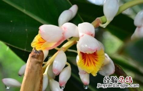 白豆蔻的高产种植技术有哪些 白豆蔻的高产种植技术