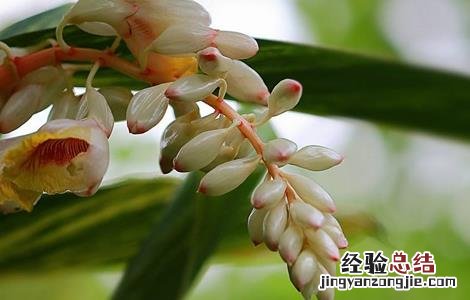 白豆蔻的高产种植技术有哪些 白豆蔻的高产种植技术