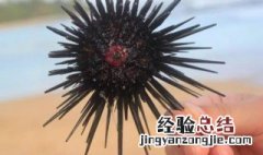 吃海胆的注意事项 吃海胆禁忌