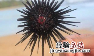 吃海胆的注意事项 吃海胆禁忌