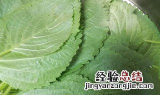 苏子叶怎么做咸菜 怎么做苏子叶咸菜