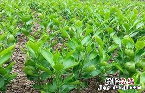 香橼种植时要注意些什么呢 香橼种植时要注意些什么