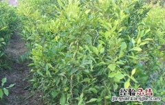 香橼种植时要注意些什么呢 香橼种植时要注意些什么