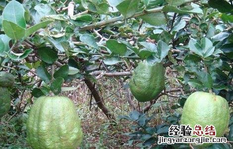 香橼种植时要注意些什么呢 香橼种植时要注意些什么