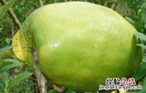 香橼种植时要注意些什么呢 香橼种植时要注意些什么