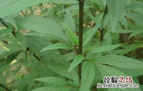 佩兰高产栽培技术 佩兰高产栽培技术研究